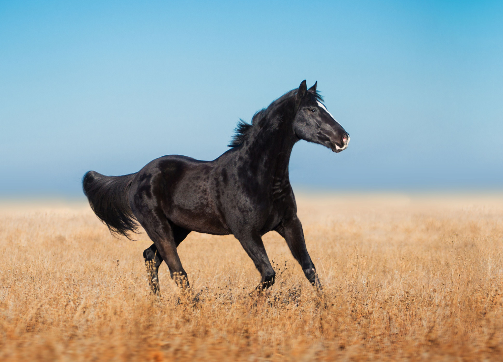 Black Arabian Horse photo
