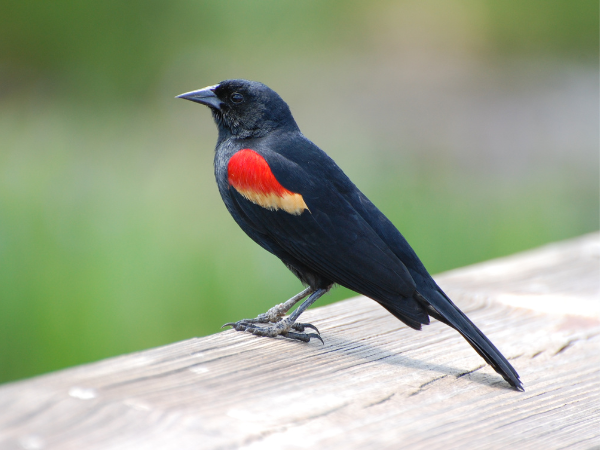 Black Bird With Orange Wings photo 2