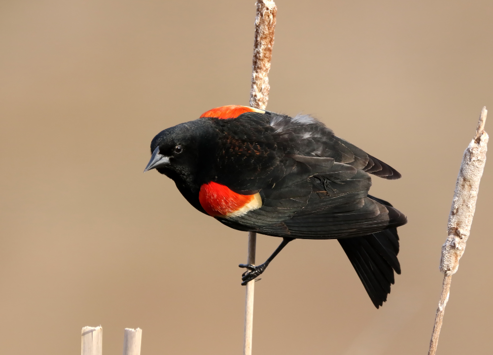 Black Bird With Orange Wings photo
