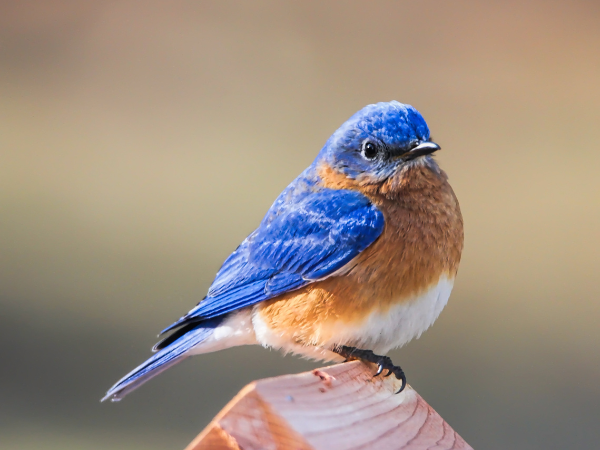 Bluebirds  bird photo