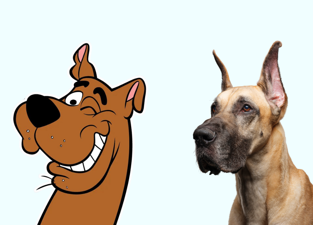 What Breed of Dog Scooby-Doo? Discovering Secrets And Facts