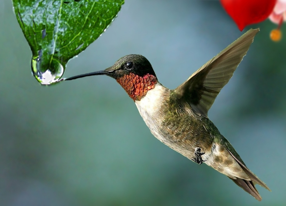 Can Birds Drink Tea photo