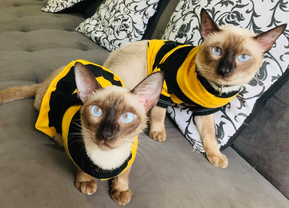 Cat Stung by Bee: Consequences, Symptoms & Tips For Care