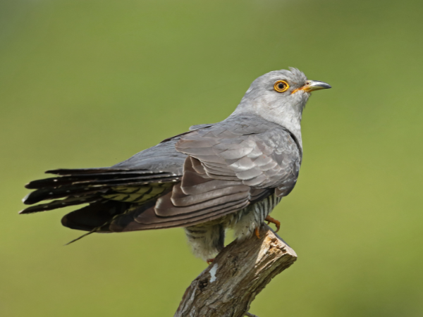 Cuckoos  bird photo