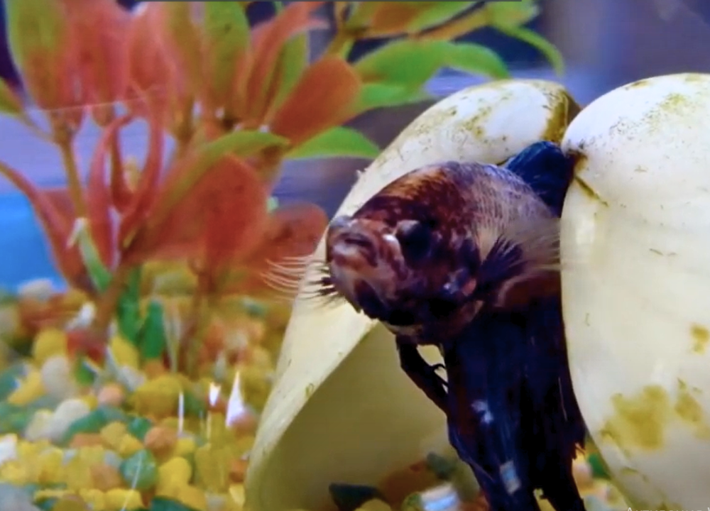 Do Betta Fish Hibernate in Winter? Facts And Myths