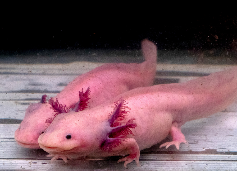 4 Fish Which Can Live With an Axolotl