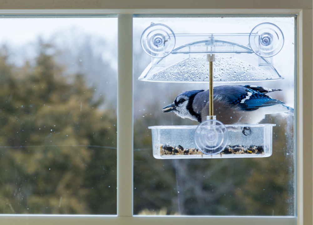 Easy Steps: How to Stop Birds From Flying Into windows