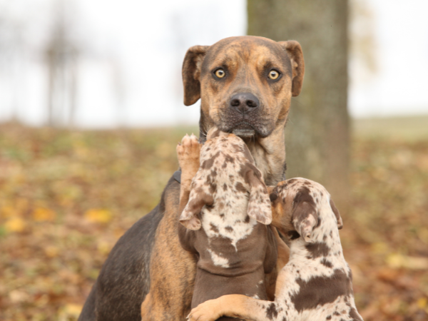 Pitahoula dog photo 2