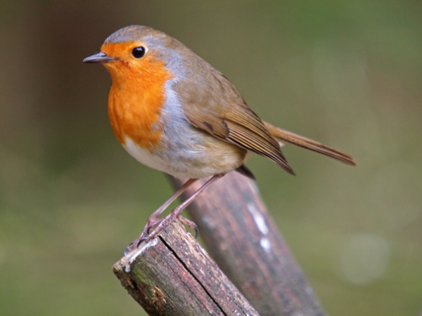 Robins bird photo