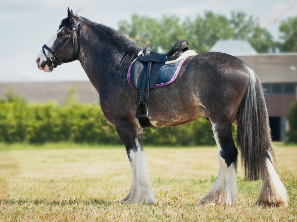 Shire Horse photo 1