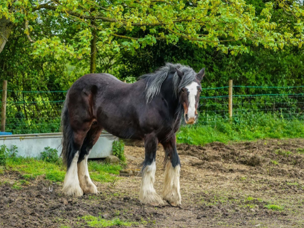 Shire Horse photo 2