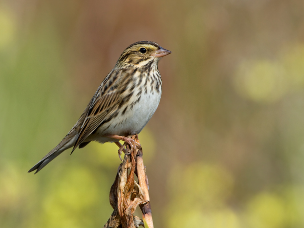 Sparrows photo