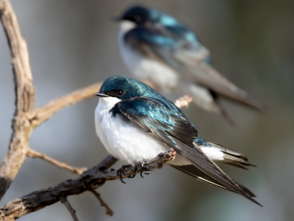 Swallows  bird photo