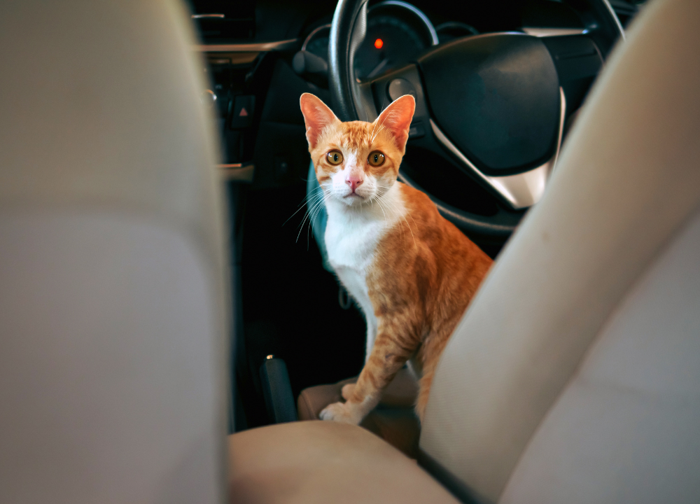 Why is my Cat Panting in The Car? Reasons And Solutions