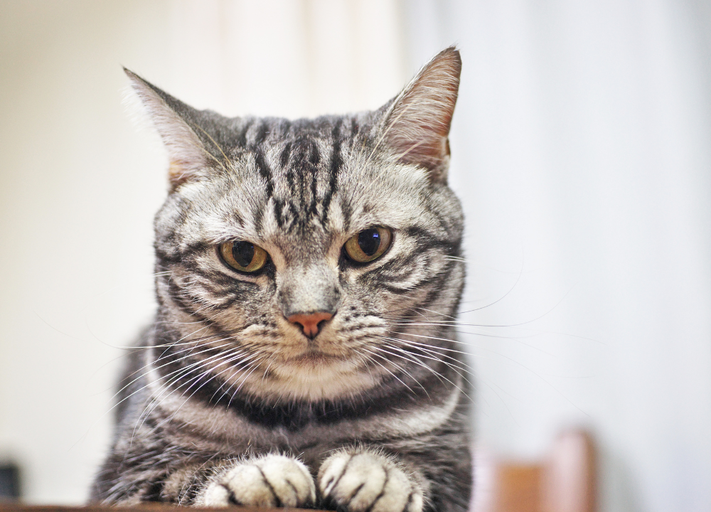 Classic Tabby Vs Mackerel Tabby: Spot the 10 Main Differences