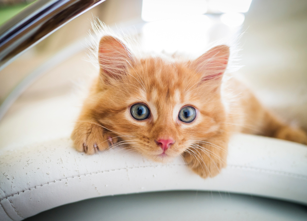 4-Month-Old Kitten: What to Expect and How to Prepare