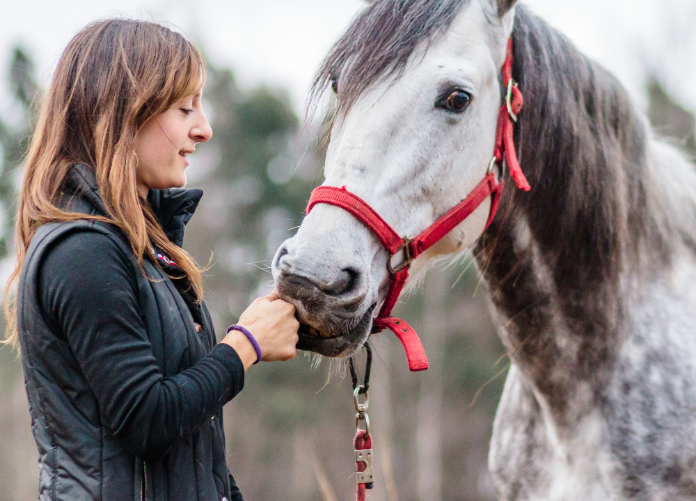 Andalusian Horse new photo