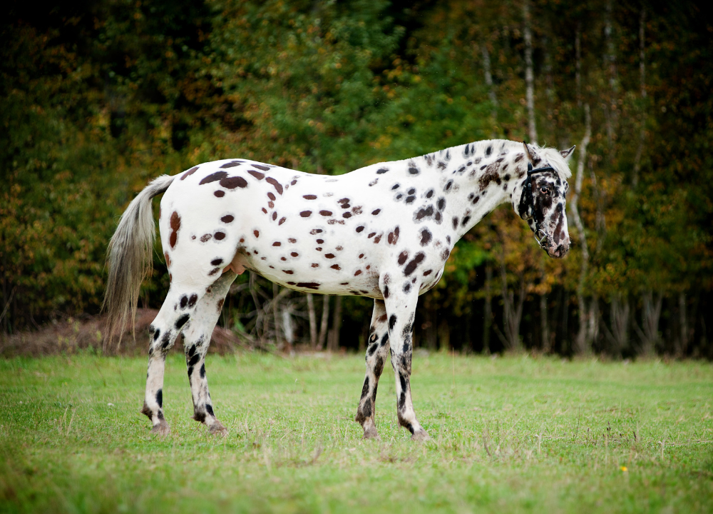 The Complete Guide to The Appaloosa Horse: History, Care & More