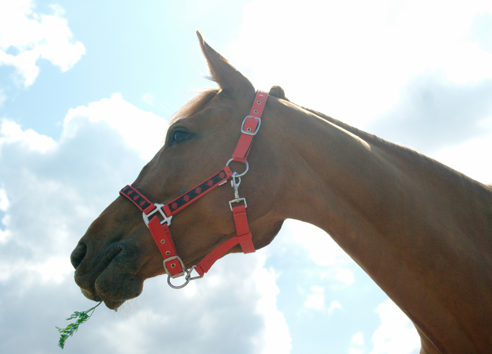 Guide How to Choose the Best Personalized Horse Halters