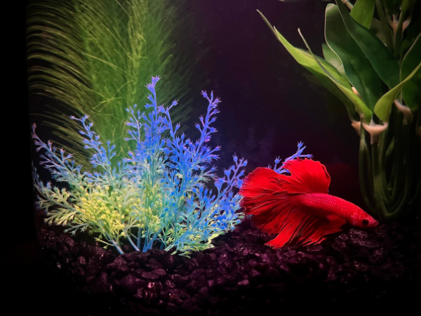 Betta Fish Disappeared photo 1