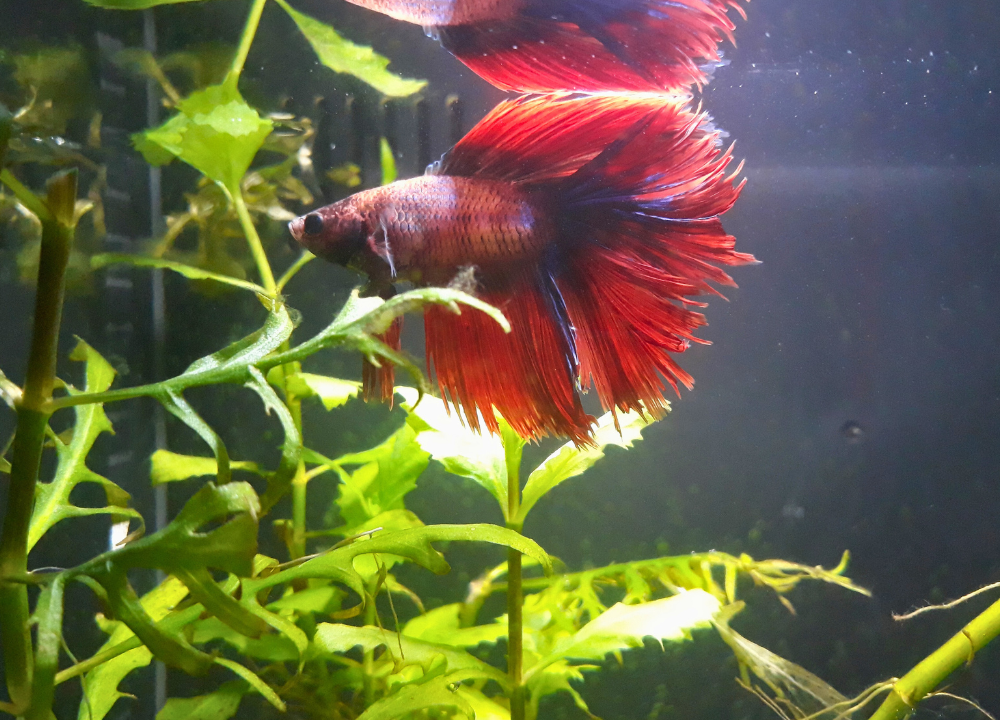 Reasons Your Betta Fish Disappeared: Solving the Mystery