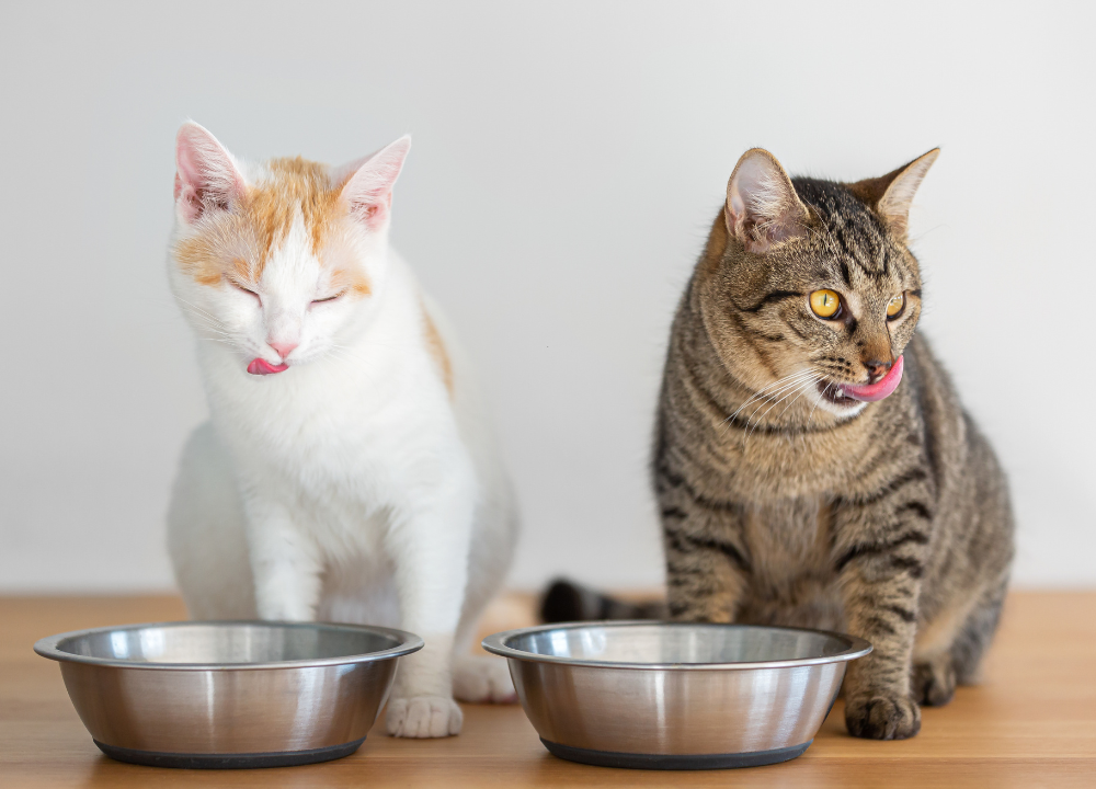 Bison Cat Food Review: Ingredient Analysis, Benefits