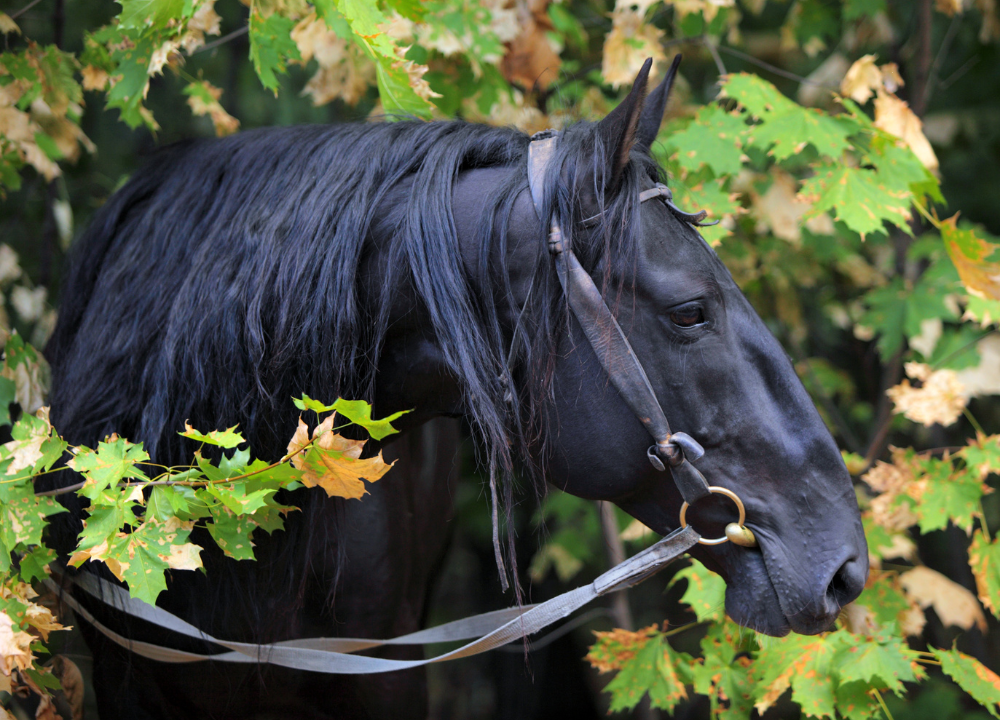 Black Thoroughbred Horse: History, Unique Features & Care