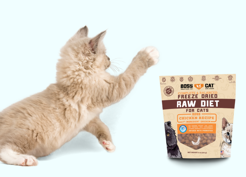 Is Boss Cat Food a Good Choice?