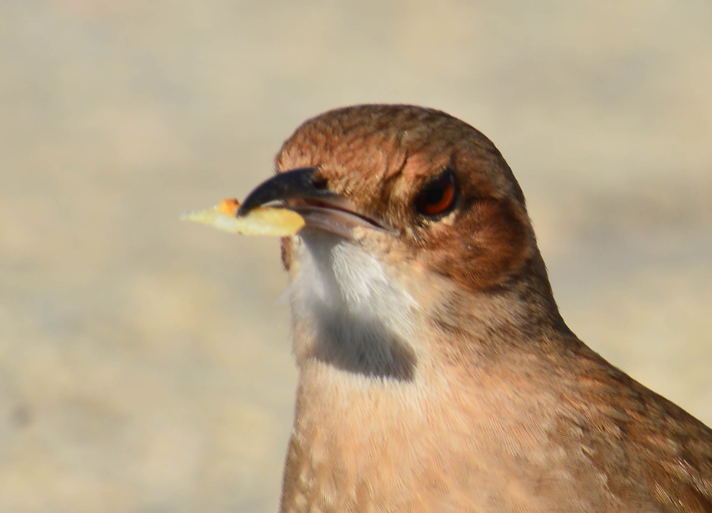 Can Birds Eat Potatoes? Nutritional Benefits and Risks