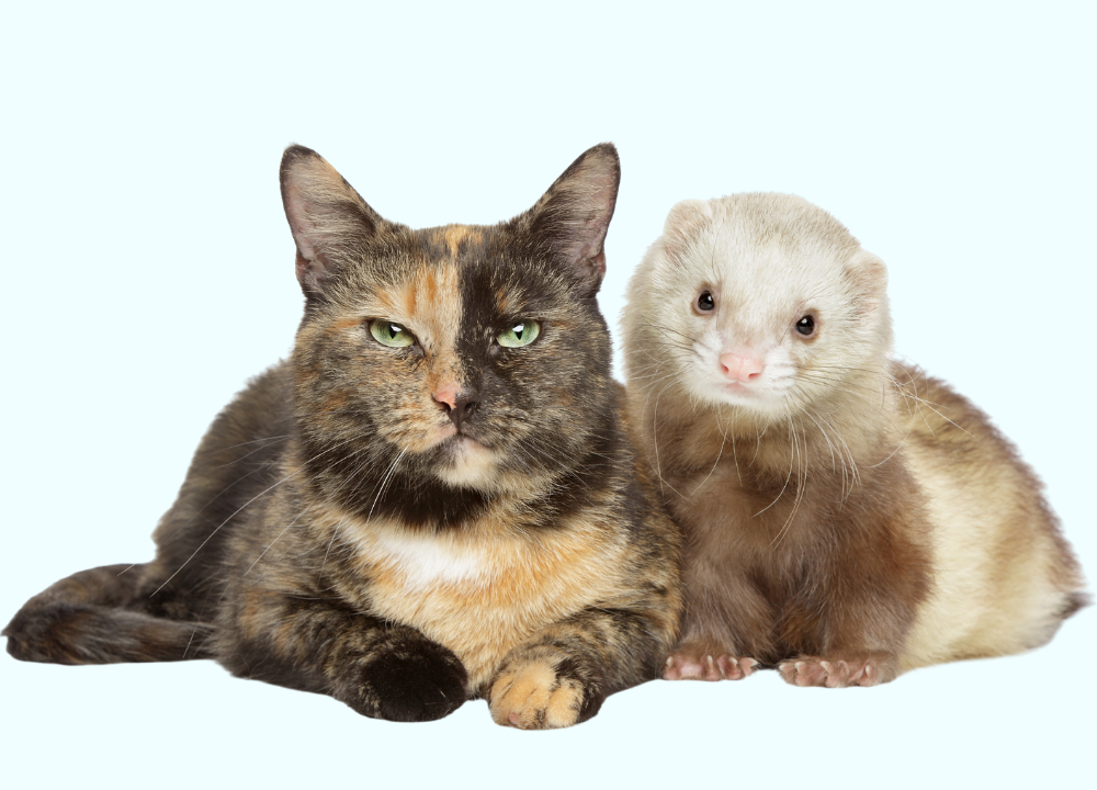 Can Cats Eat Ferret Food? What Veterinarians Say