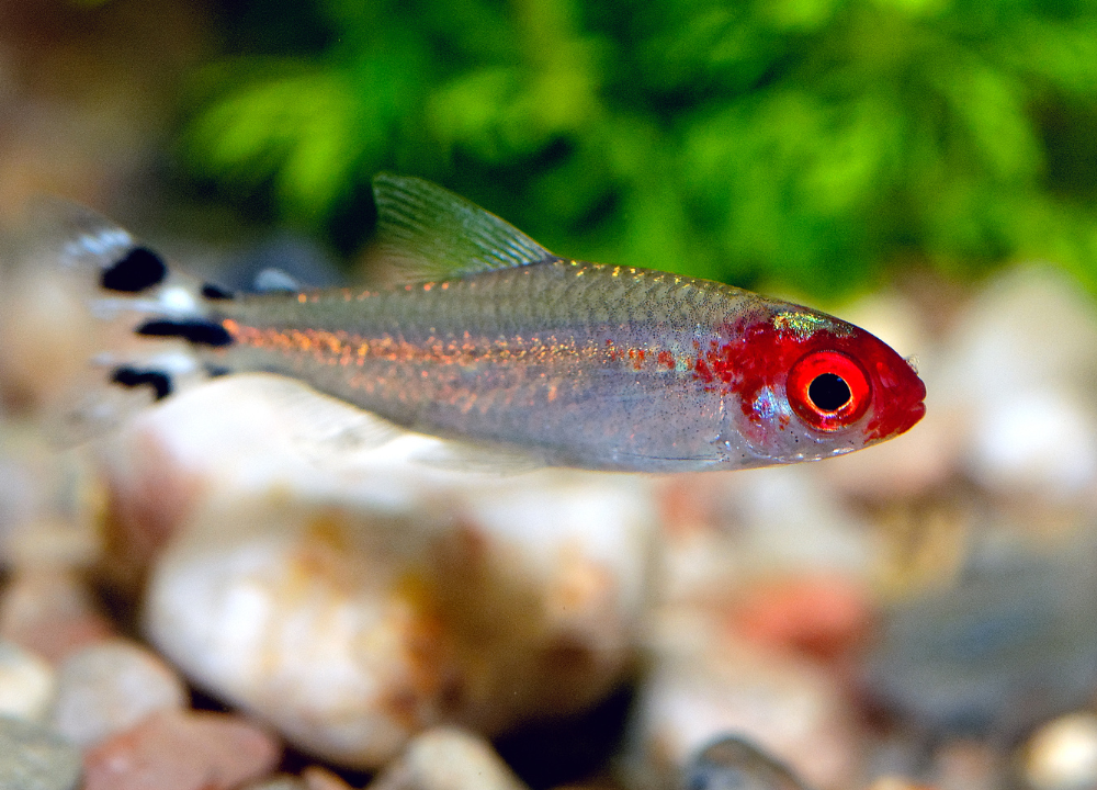 Can Fish Blink? Exploring Aquatic Eye Movements