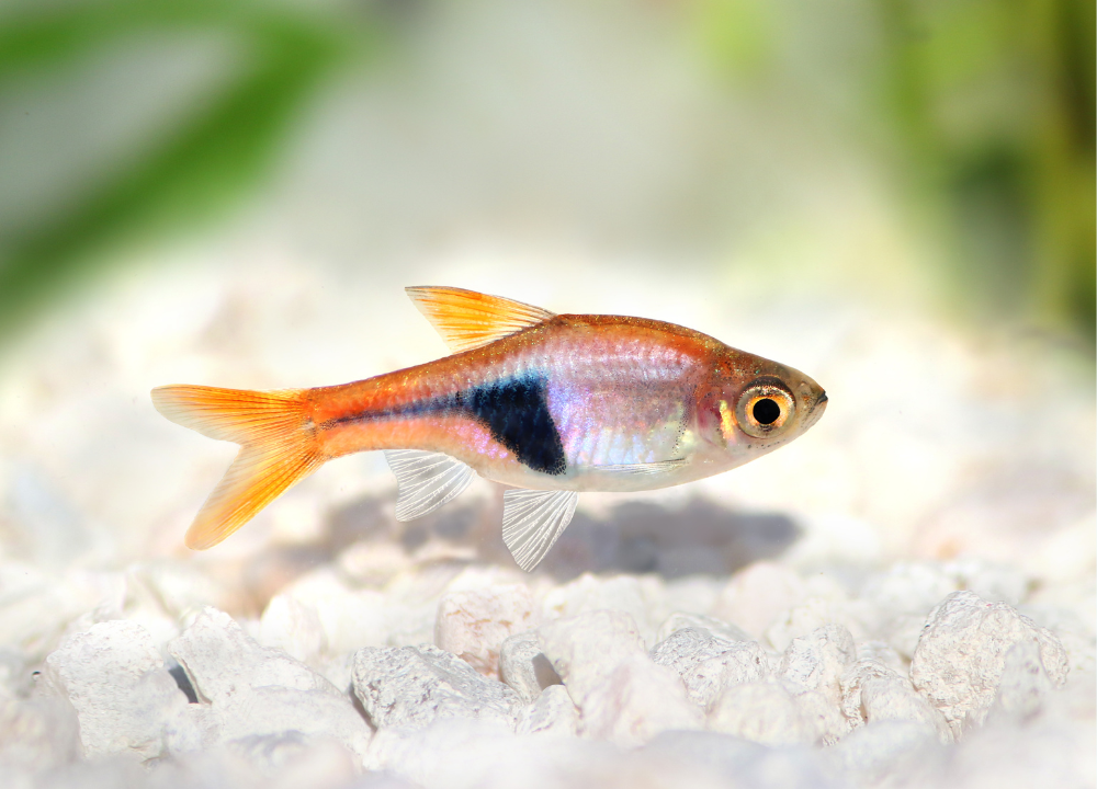 Guide for Chili Rasbora: Breeding, Aquarium Mates & Diet