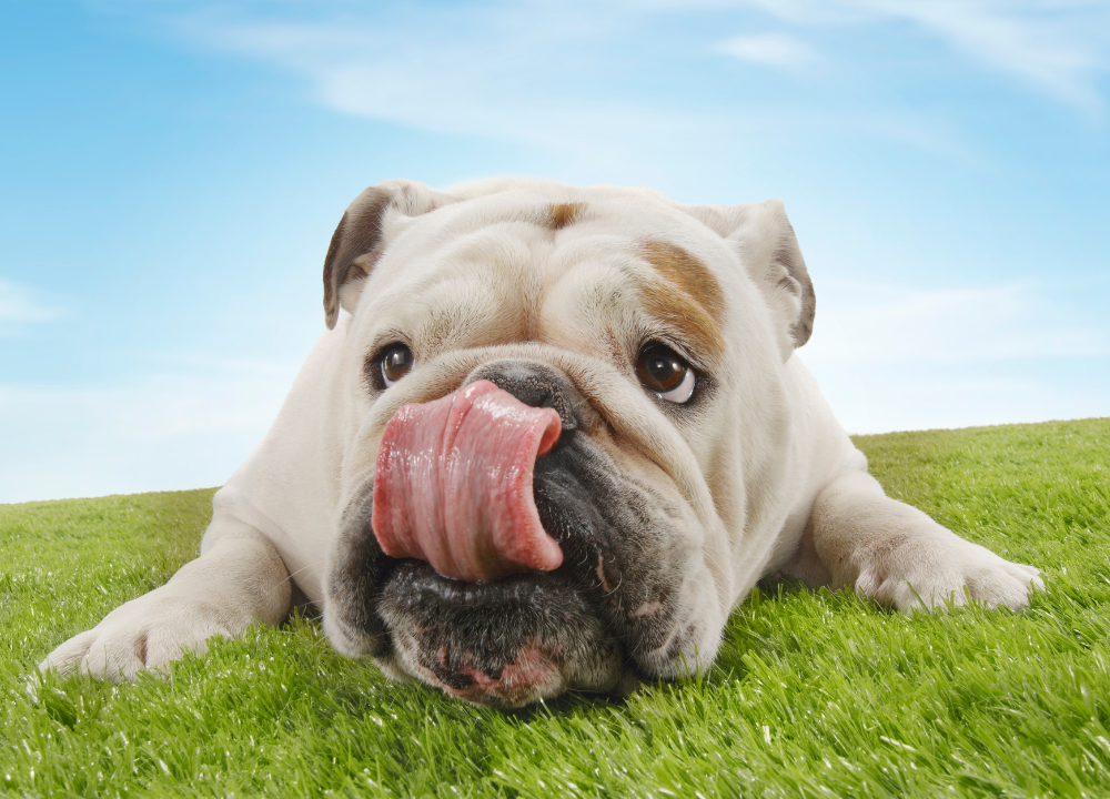 Why Do Dogs Lick Their Noses? Reasons and Insights