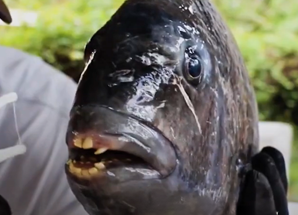 Facts and Myths: Fish With Human-Like Teeth (Sheepshead Fish)