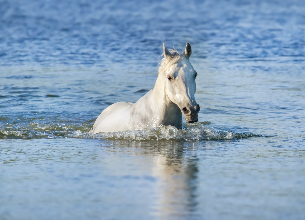 Horses Swim photo