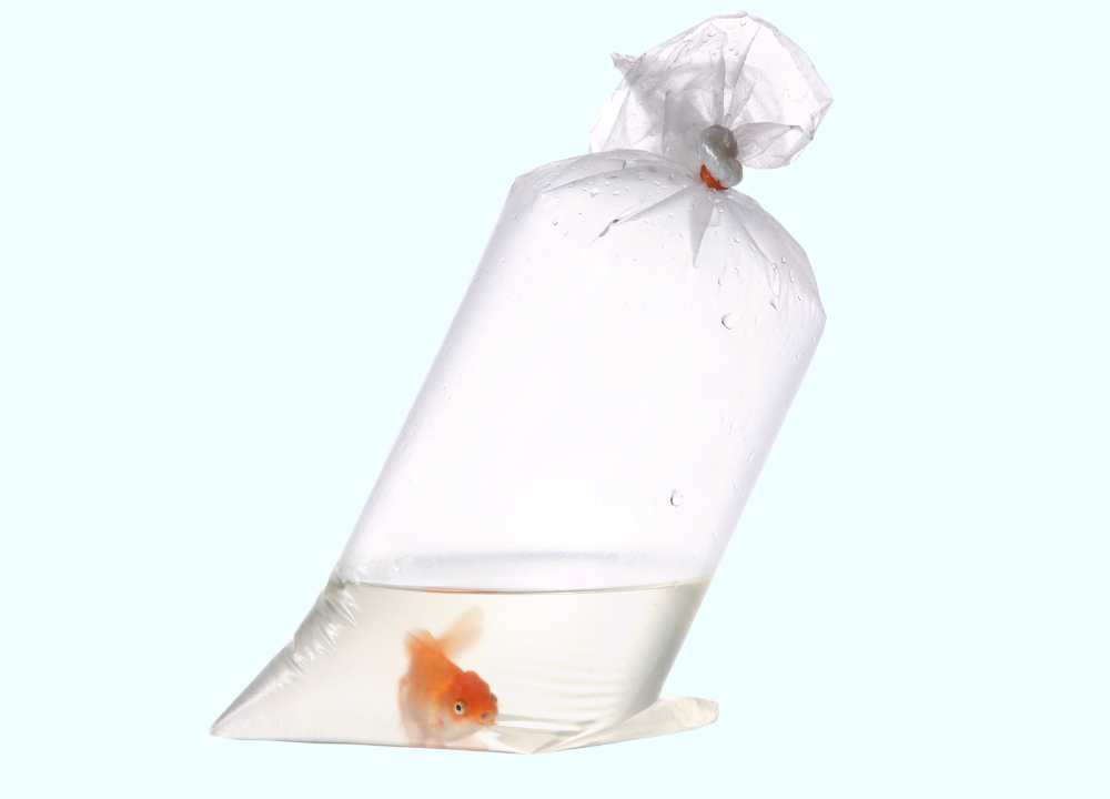 How Long Can Fish Stay in Bag? A Guide to Transporting Fish