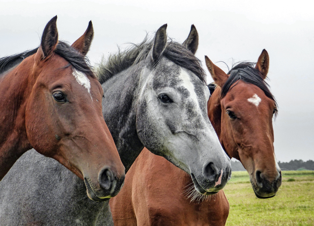 How Much Does a Horse Weigh? Guide to Weights of Different Horse Breeds