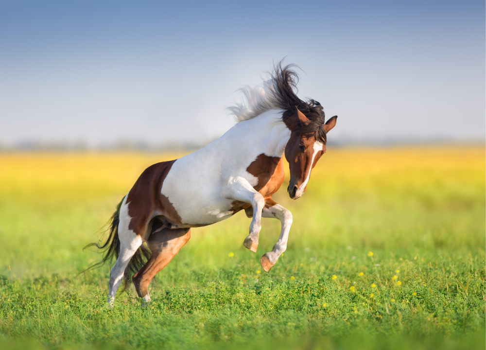 How Much Horsepower Does a Horse Really Have?