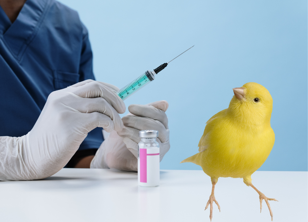 How to Dilute Ivermectin For Birds? Quick Guide