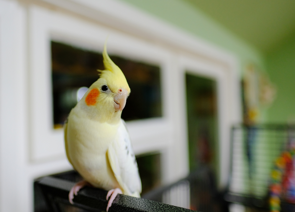 How to Keep Birds Off of Patio Furniture: Useful Tips