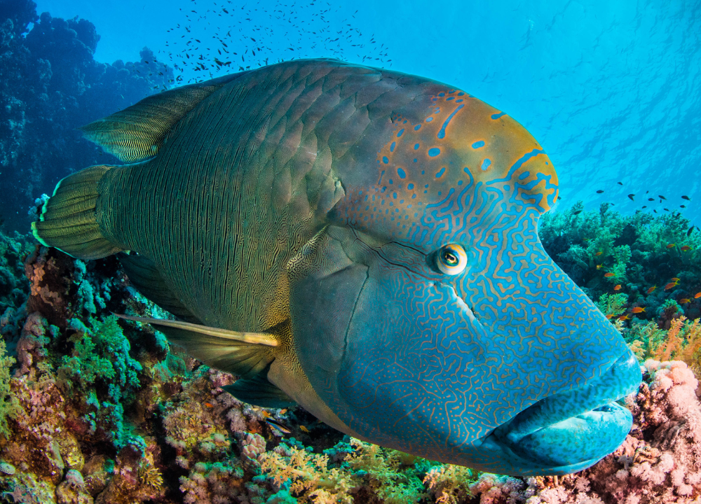 Humphead Wrasse photo