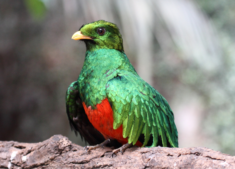 Quetzal Bird Distinct Features & Habitat: Bird Like No Other