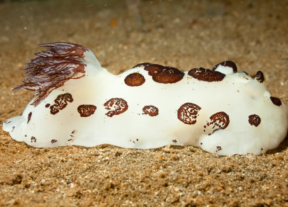 Sea Bunny (Jorunna Parva) photo