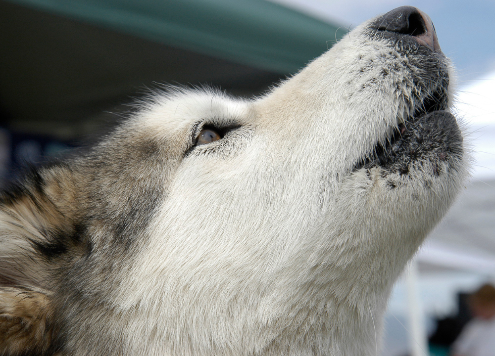 Understanding the Impact: Is it Cruel to Make Your Dog Howl?