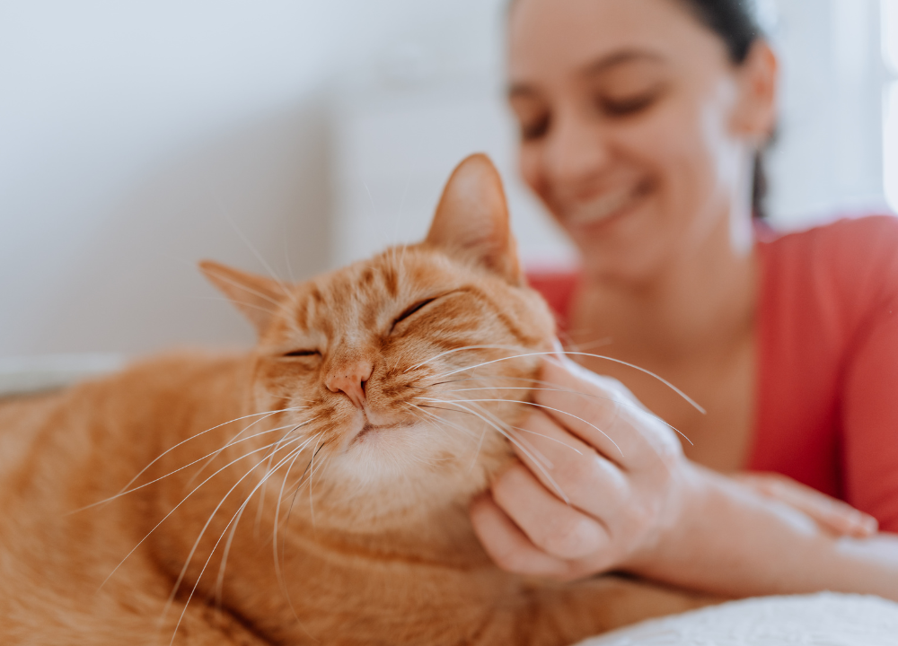 Why Does My Cat Only Cuddle at Night? Understanding Feline Nighttime Affection