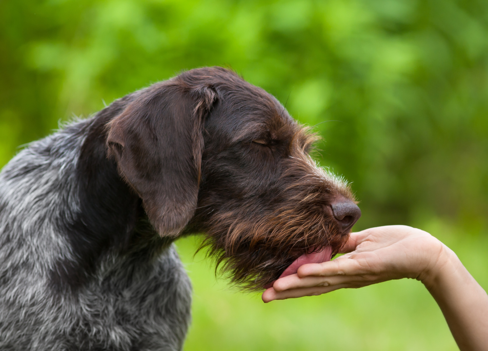 5 Possible Reasons Why Does my Dog Lick my Hands