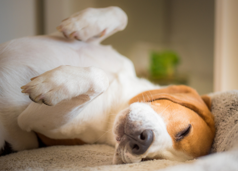 Why do Dogs Dig on Beds And Couches? Revealing the Mystery
