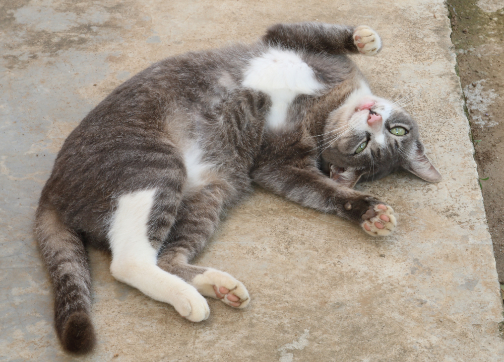 Why is my Cat so Lazy? Causes And Solutions