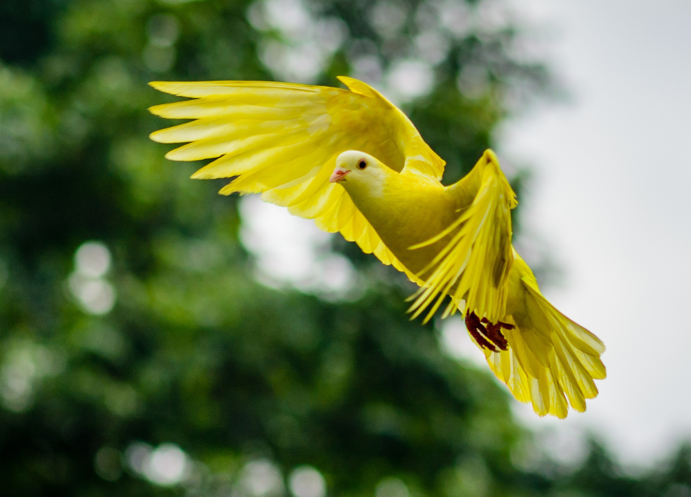 Yellow Bird Mean Spiritually photo