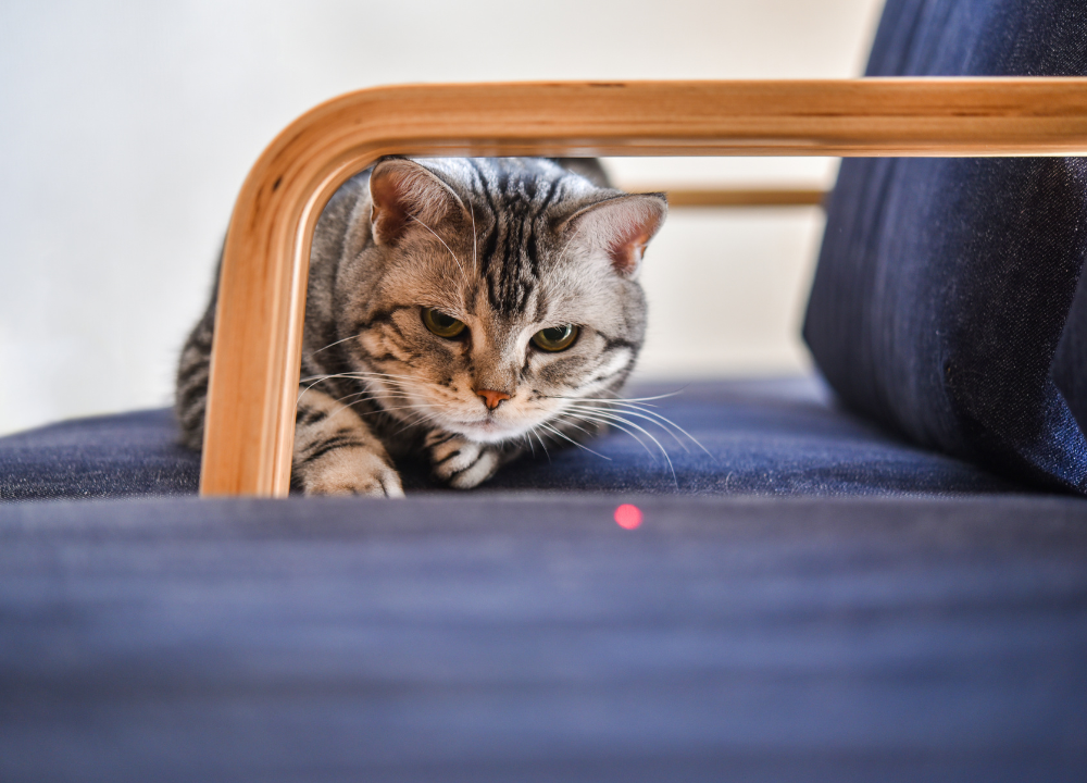 Laser Pointer Syndrome in Cats: Understanding the Impact and Solutions